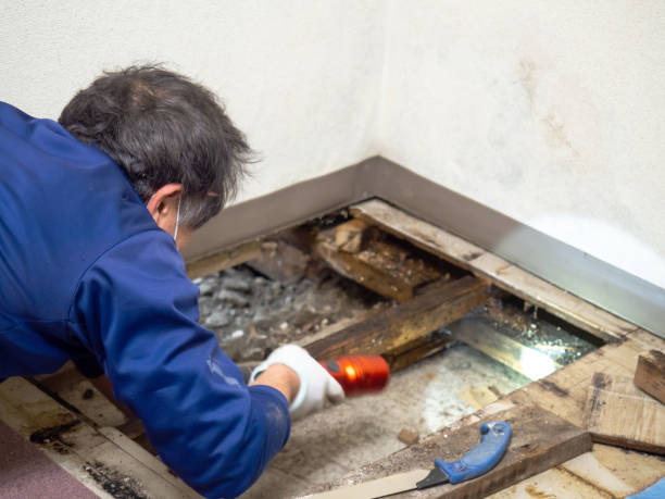 Trusted Rockwood, TN Mold Removal Experts