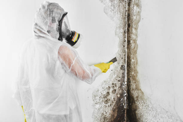 Best Home Mold Removal  in Rockwood, TN