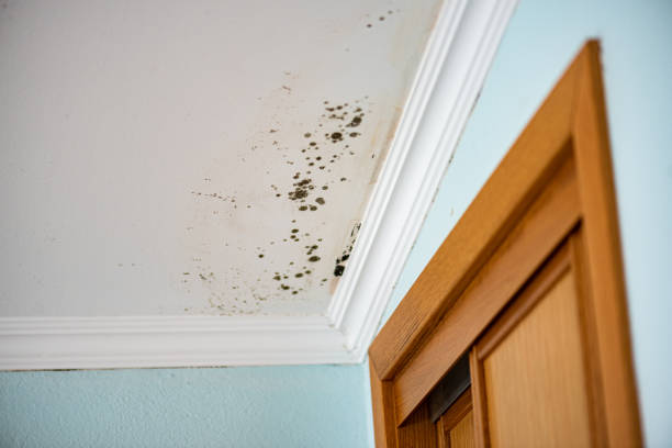 Best Office Mold Removal Services  in Rockwood, TN