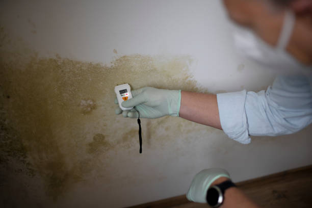 Best Same-Day Mold Removal  in Rockwood, TN