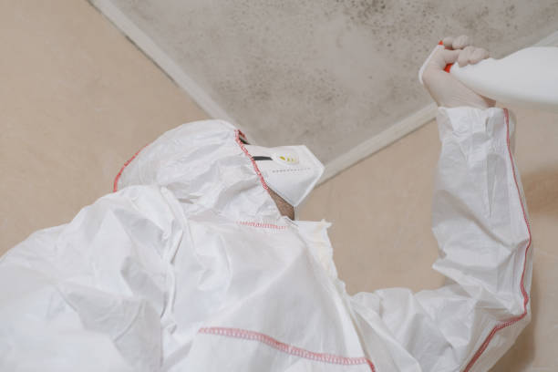 Best Local Mold Removal Service  in Rockwood, TN