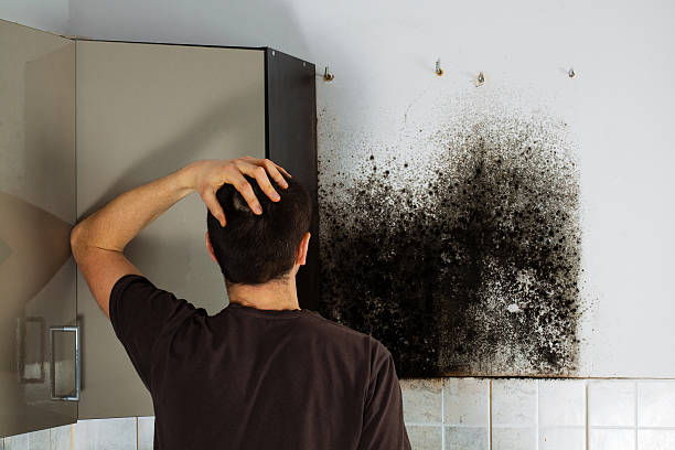 Best Certified Mold Removal  in Rockwood, TN