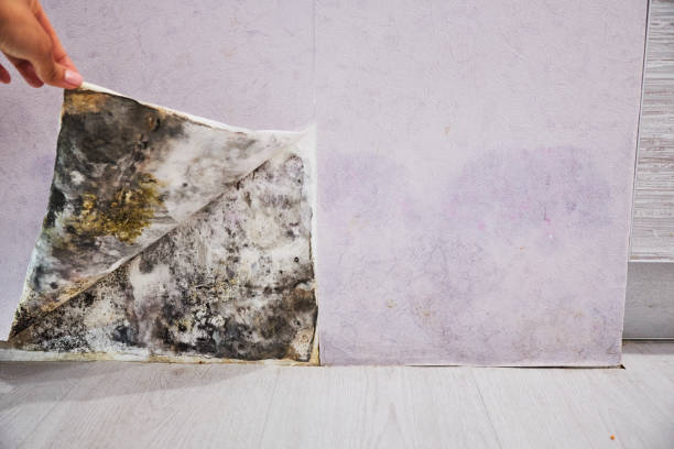 Best Mold Remediation  in Rockwood, TN